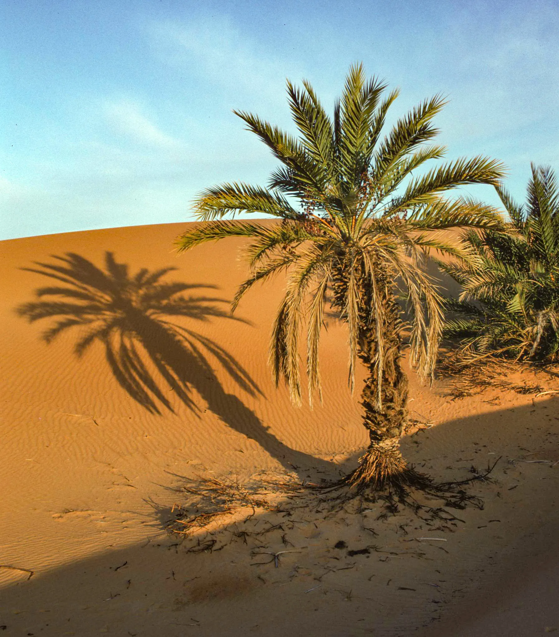 Bivouac d'Oum el Ma