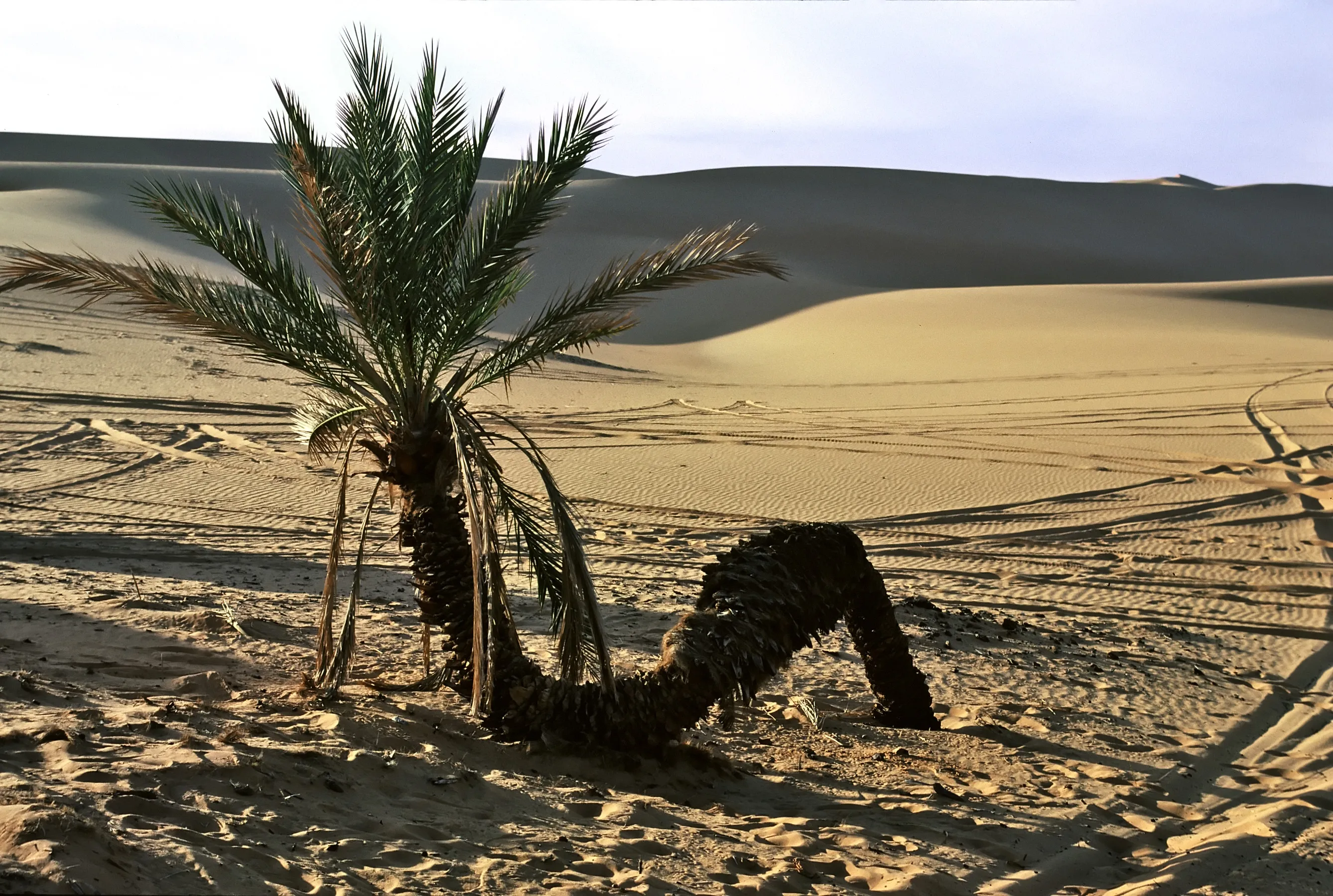 Bivouac d'Oum el Ma