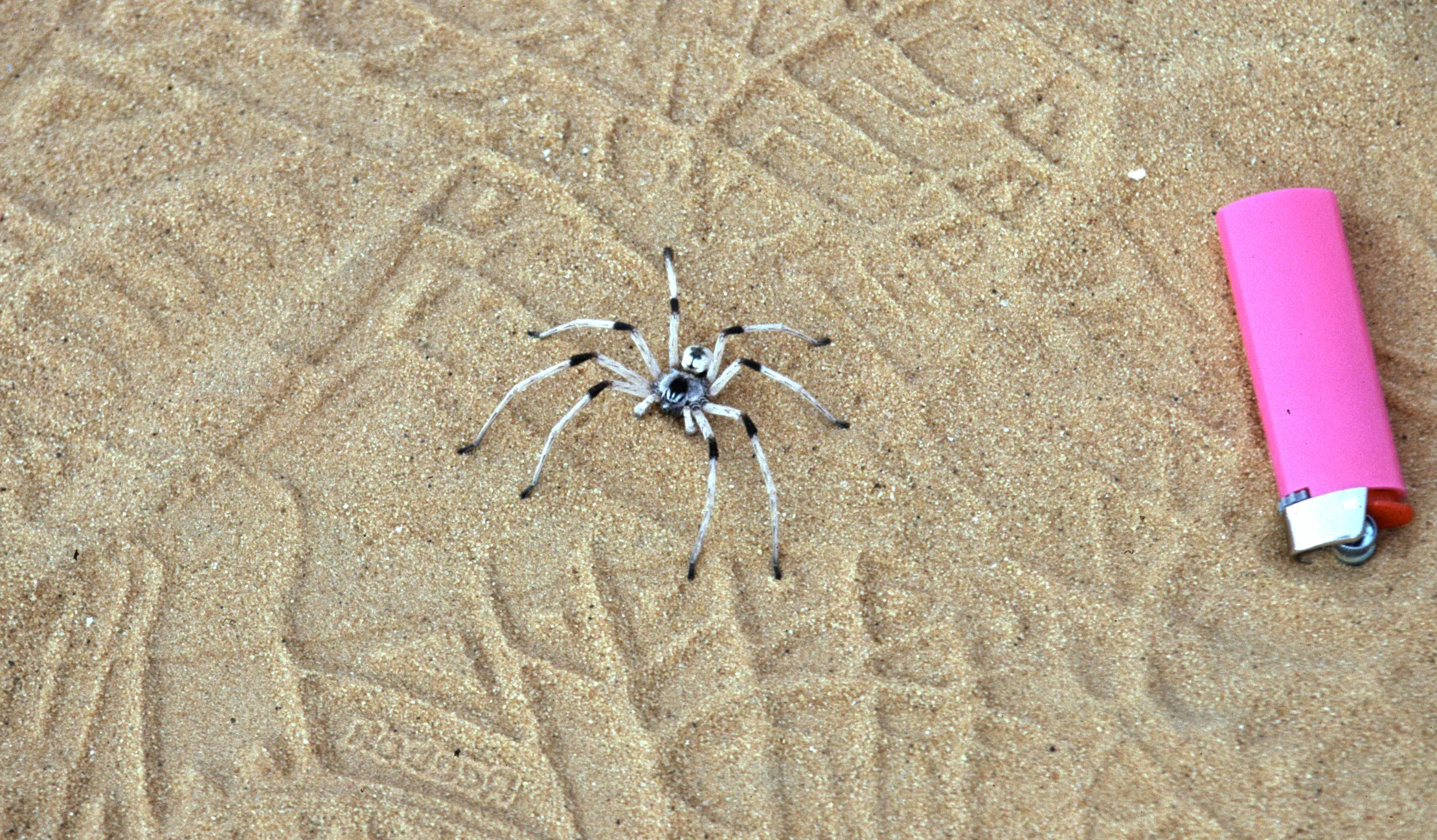 mâle du genre Cerbalus (famille des Sparassidae), probablement Cerbalus pulcherrimus (Simon, 1880). dixit JP 2017