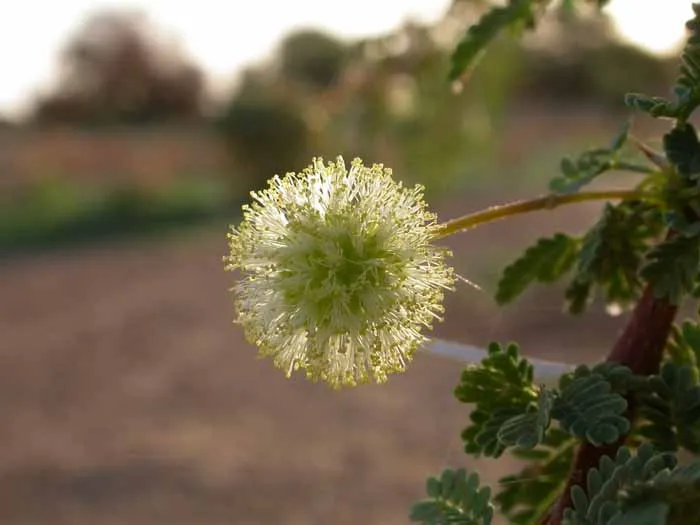 fleur d'acacia