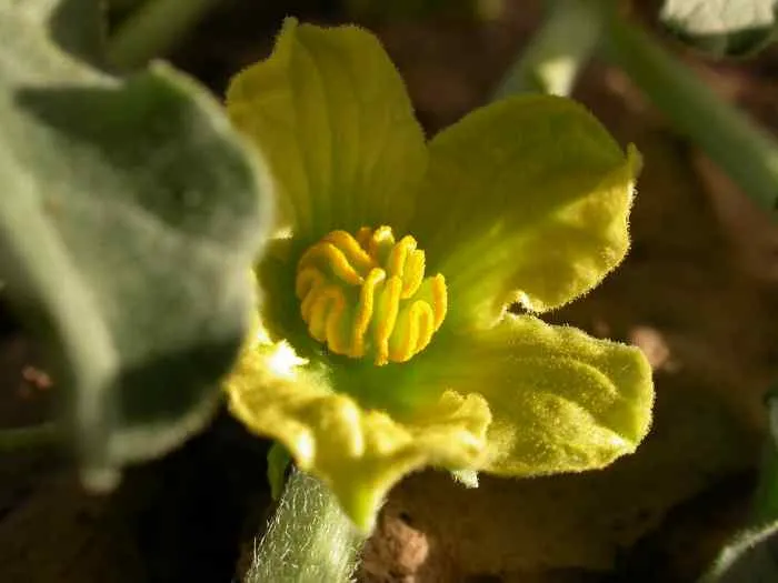 fleur de coloquinte