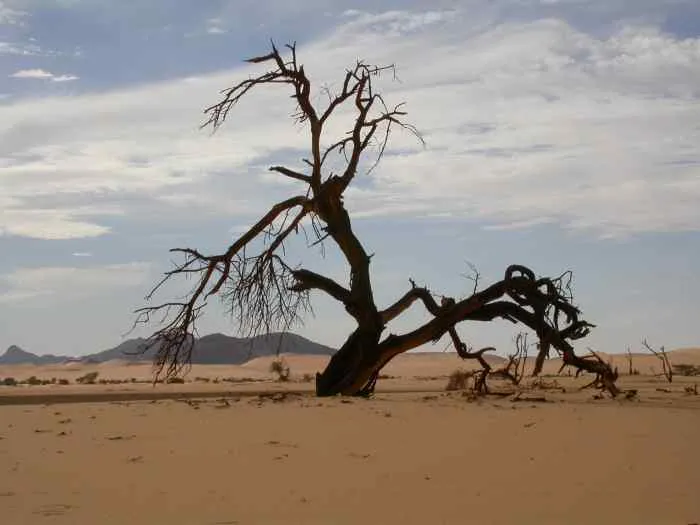 forêt d'arbres morts dans la dernière sécheresse