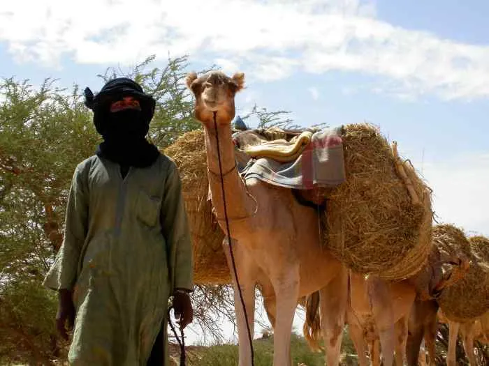 caravane en partance pour le sel de Bilma