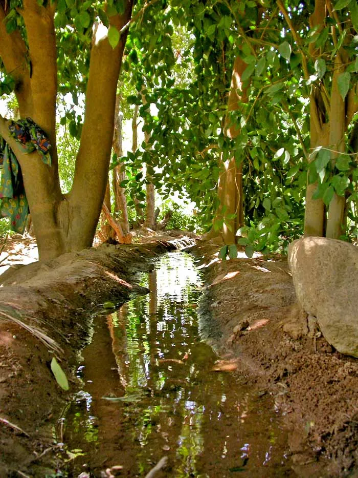 irrigation