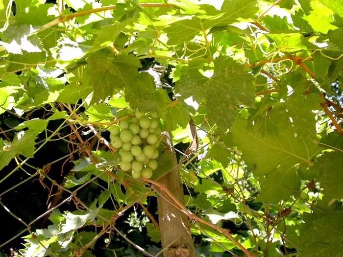 les vignes du seigneur