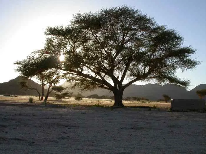l'arbre du puits
