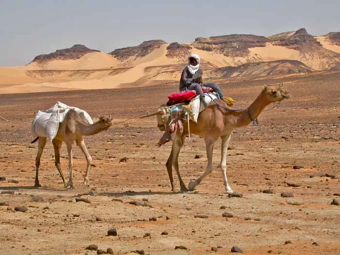les caravanes de Zoo Karémi