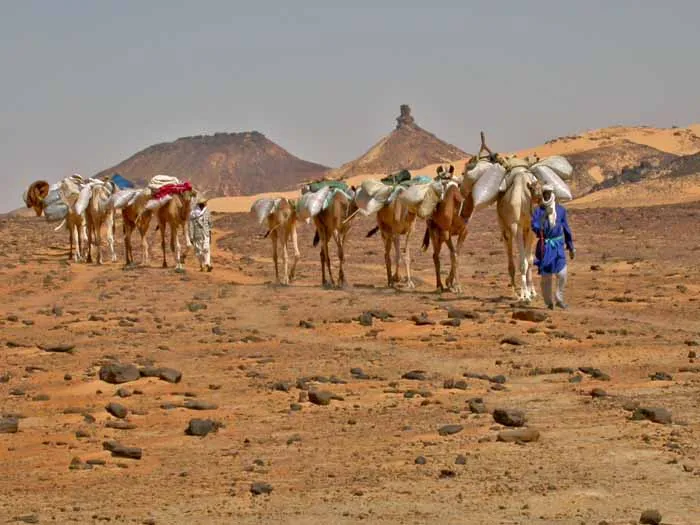 les caravanes de Zoo Karémi