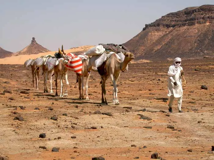 les caravanes de Zoo Karémi