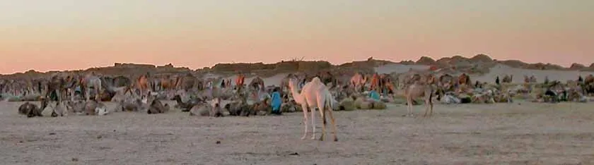 la caravane au bivouac de Kellala