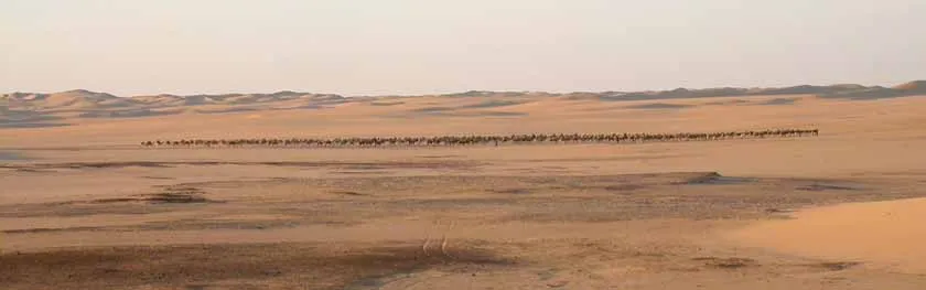 la caravane au départ de Kellala