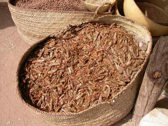 sauterelles sèchées