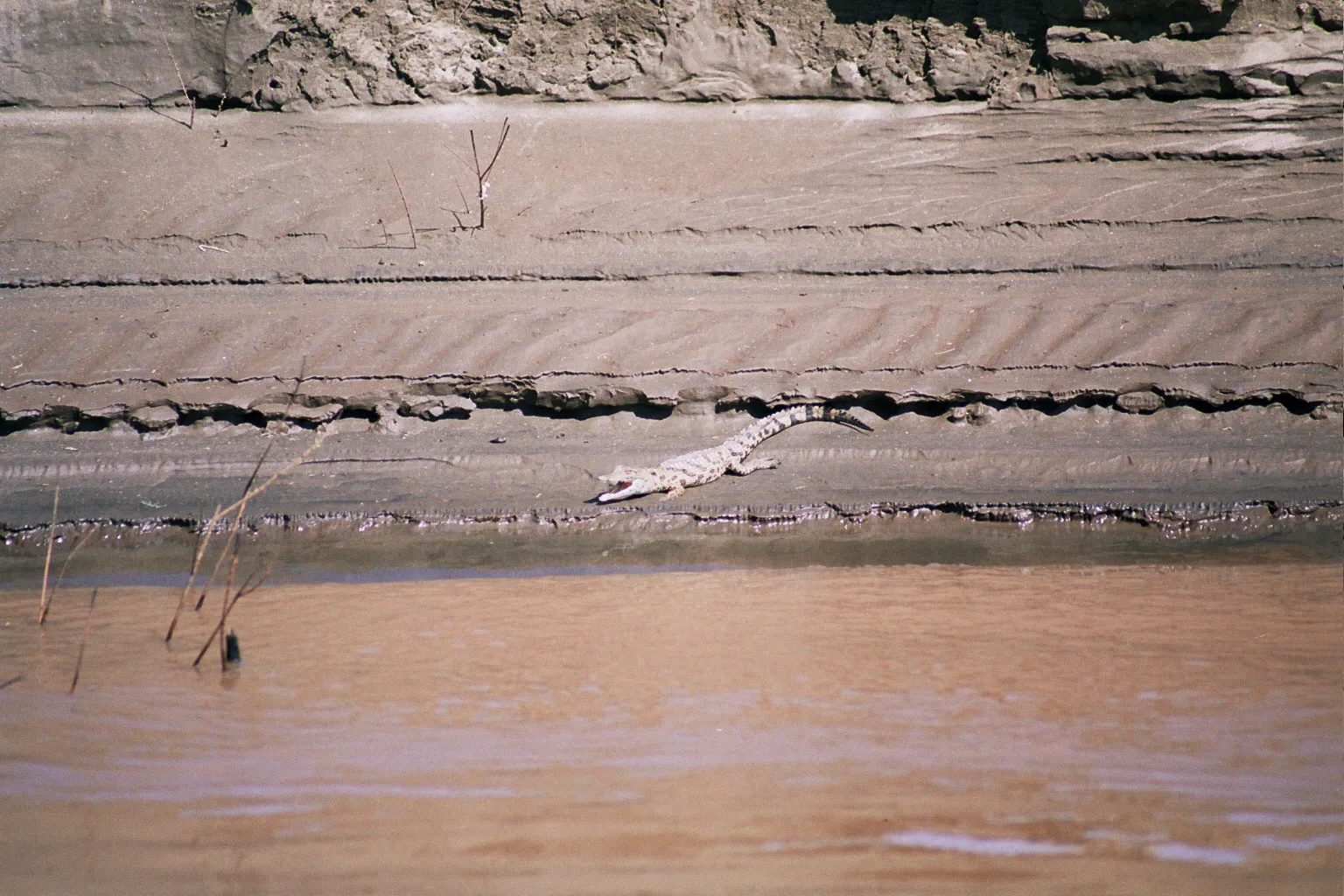 authentique crocodile du Nil de 40cm, vers Abri, Nord Soudan