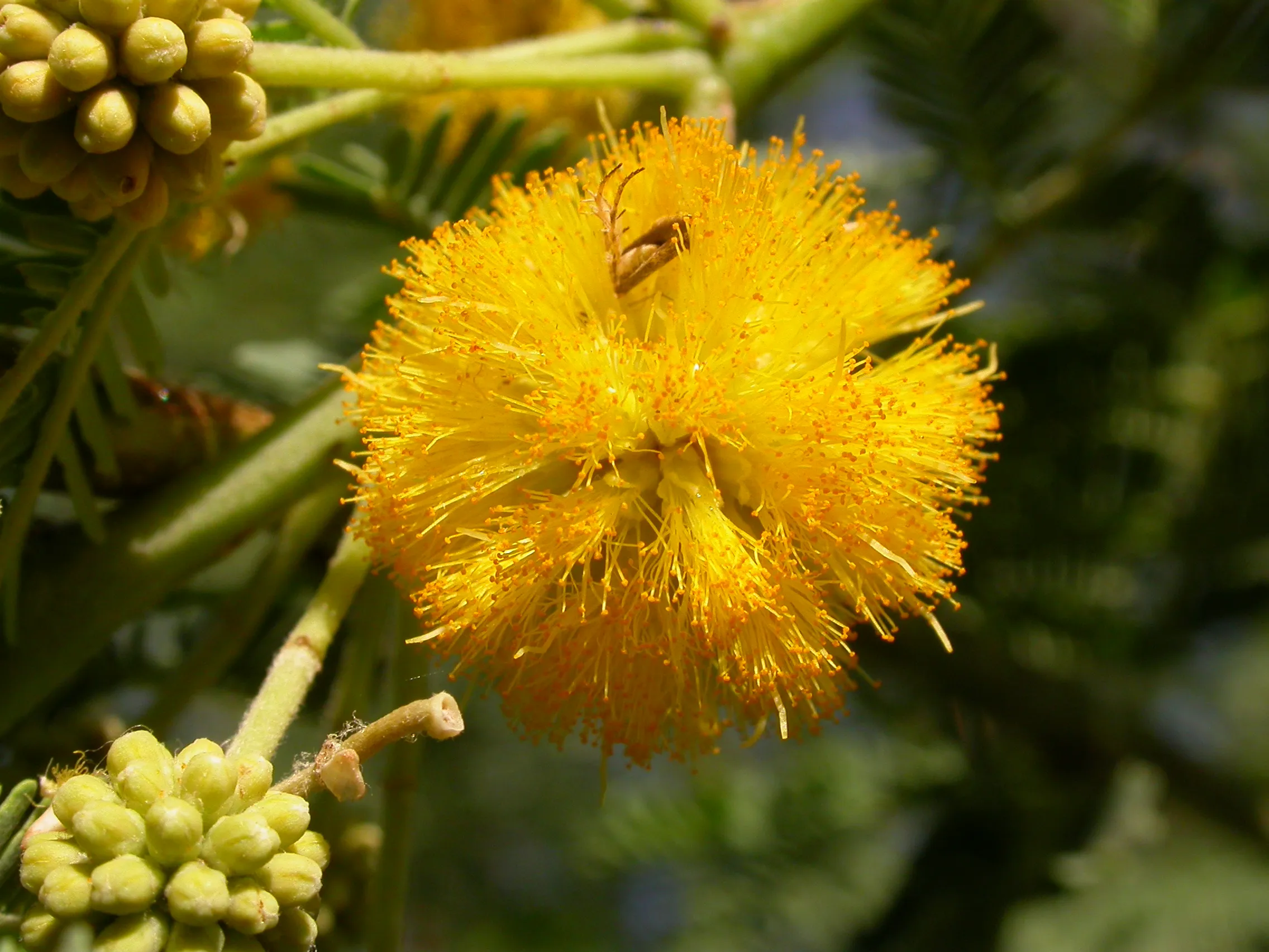 acacias en fleur