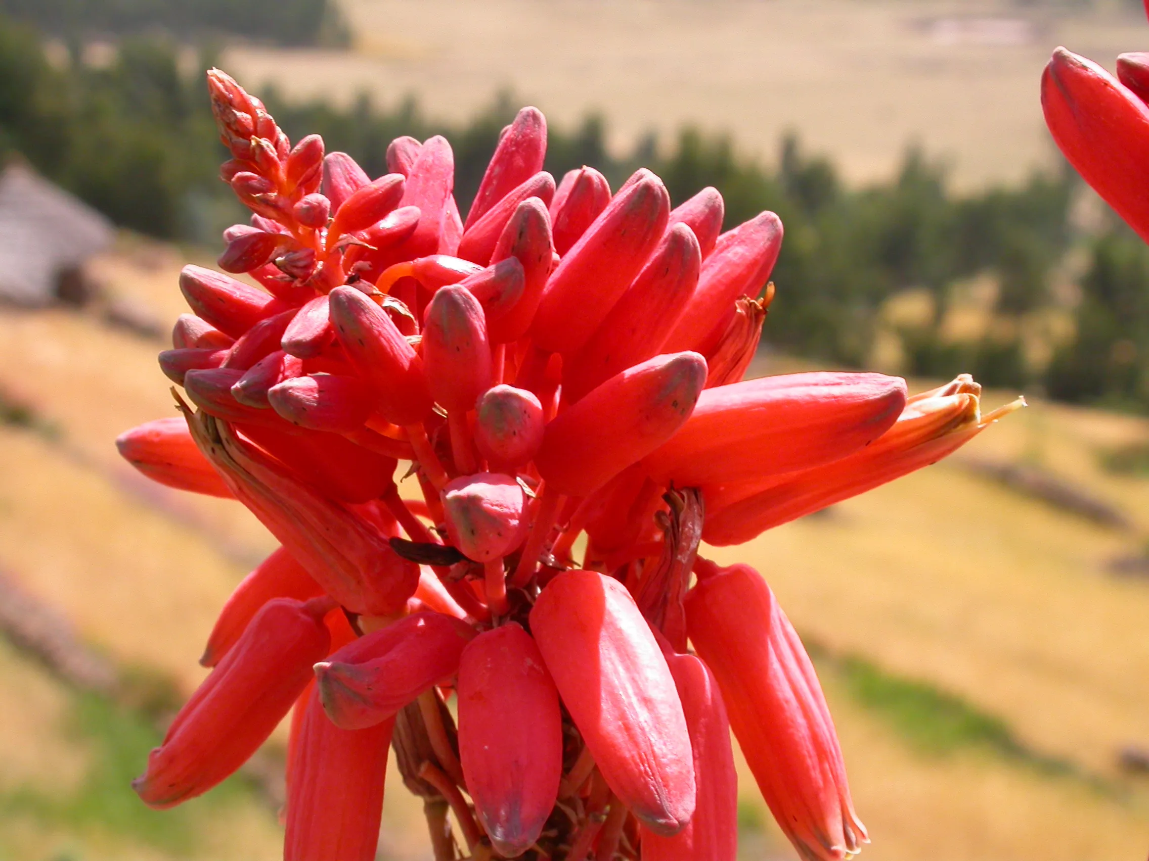 variété d'aloès ?