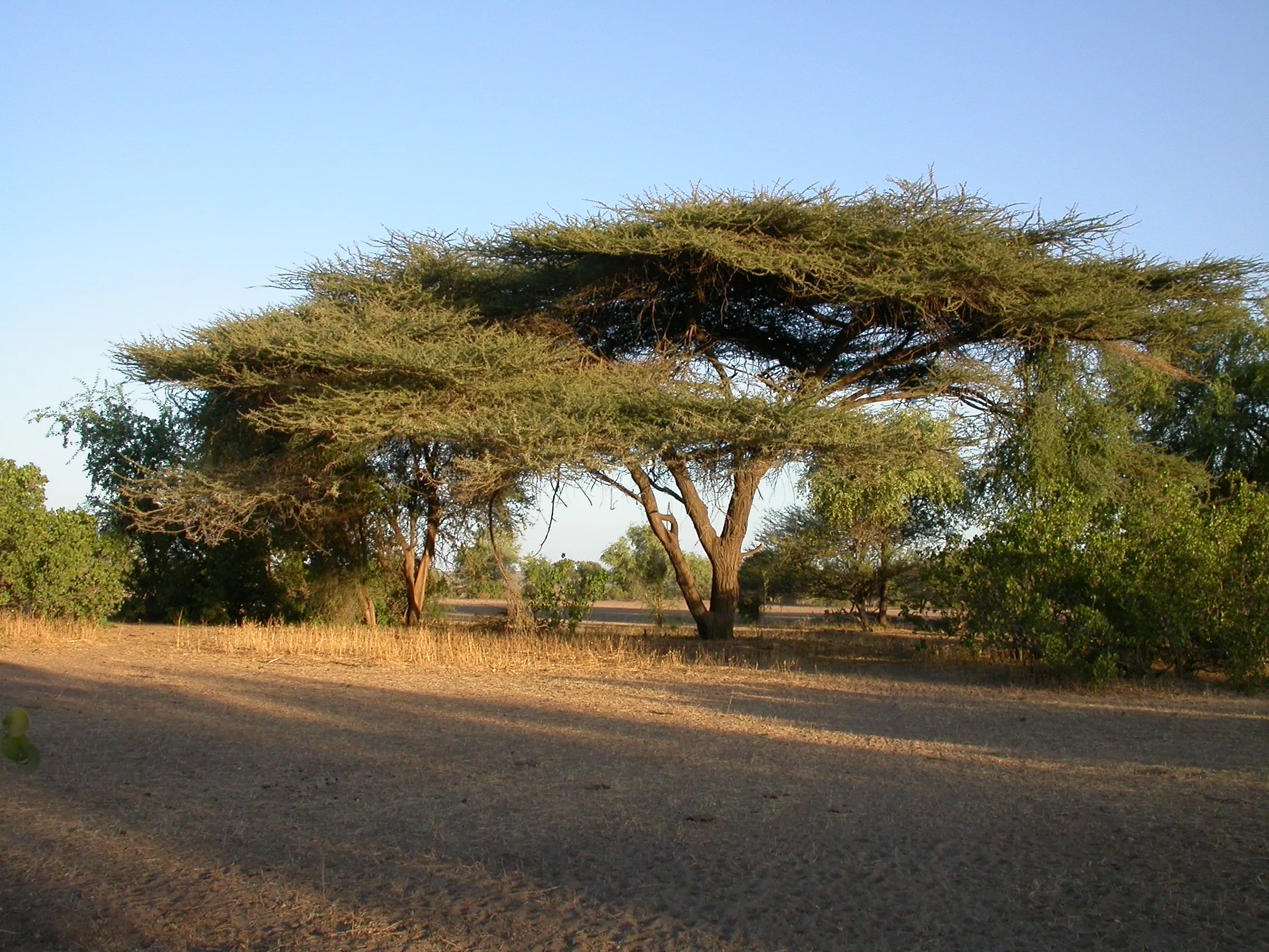 beau bivouac en pays Afar, Ethiopie