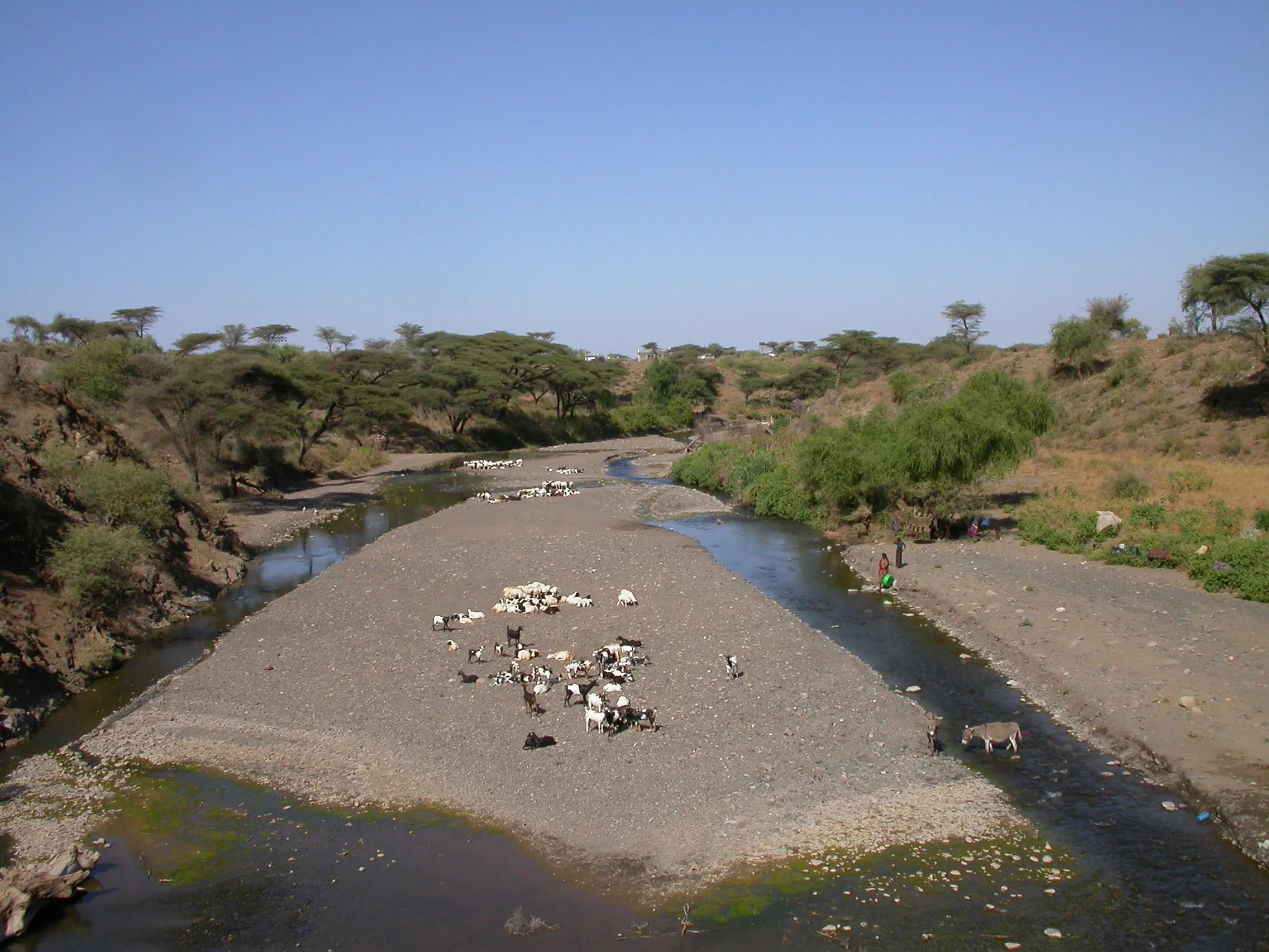 Milé wenz, vers Chifra, Ethiopie