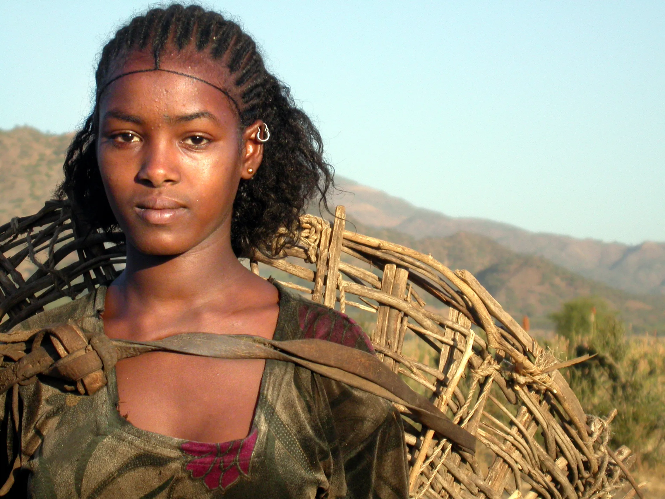 char à foin, bivouac de Robit, vers Kobo, Ethiopie