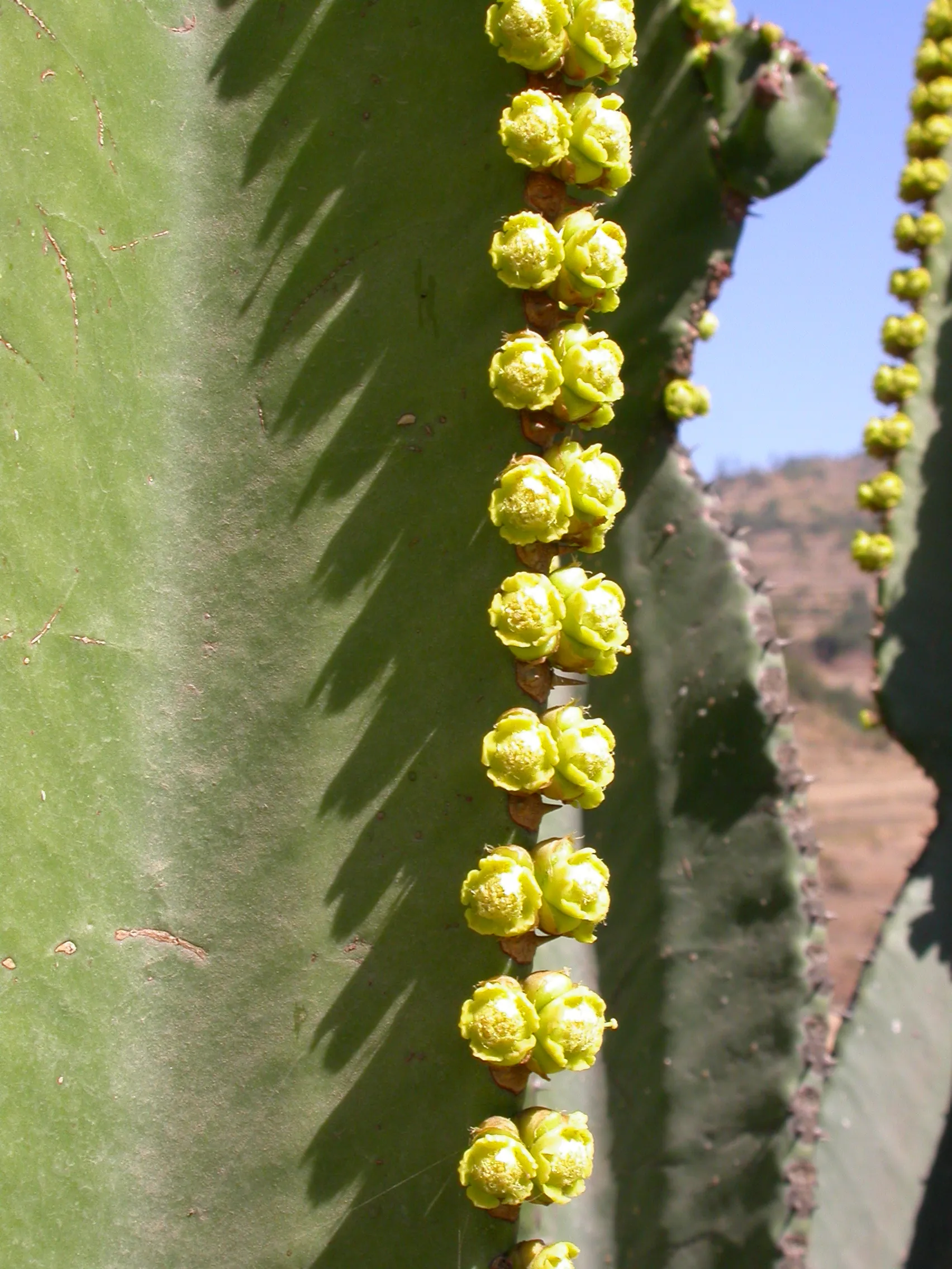 Euphorbe chandelier, Ethiopie