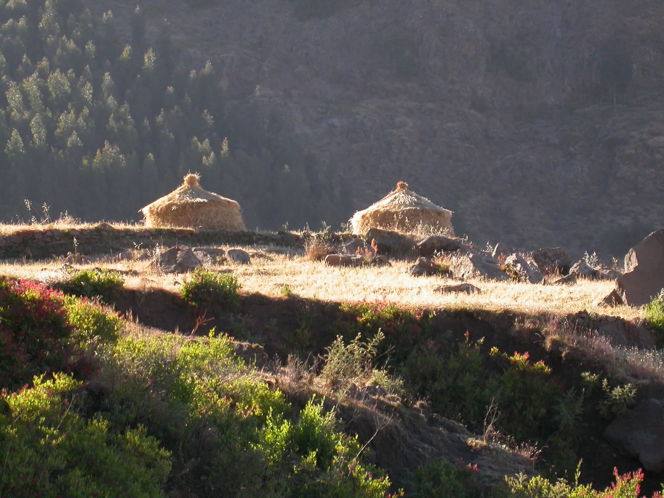 versant Nord du col Alage, Tigray, Ethiopie