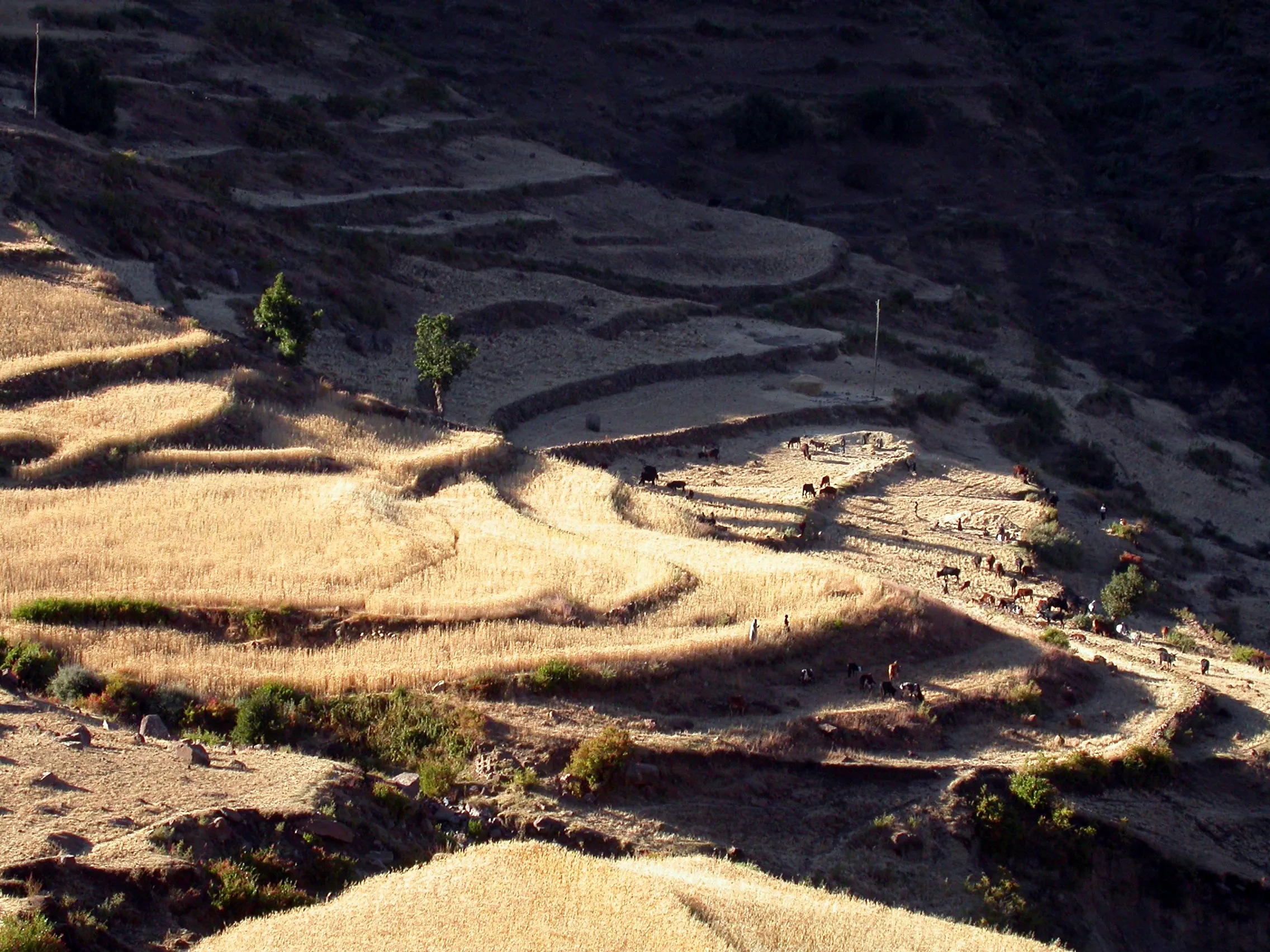 versant Nord du col Alage, Tigray, Ethiopie