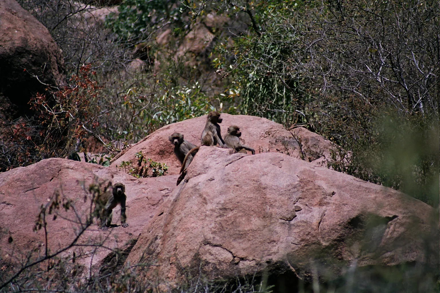singes dans la vallée des merveilles, Ethiopie