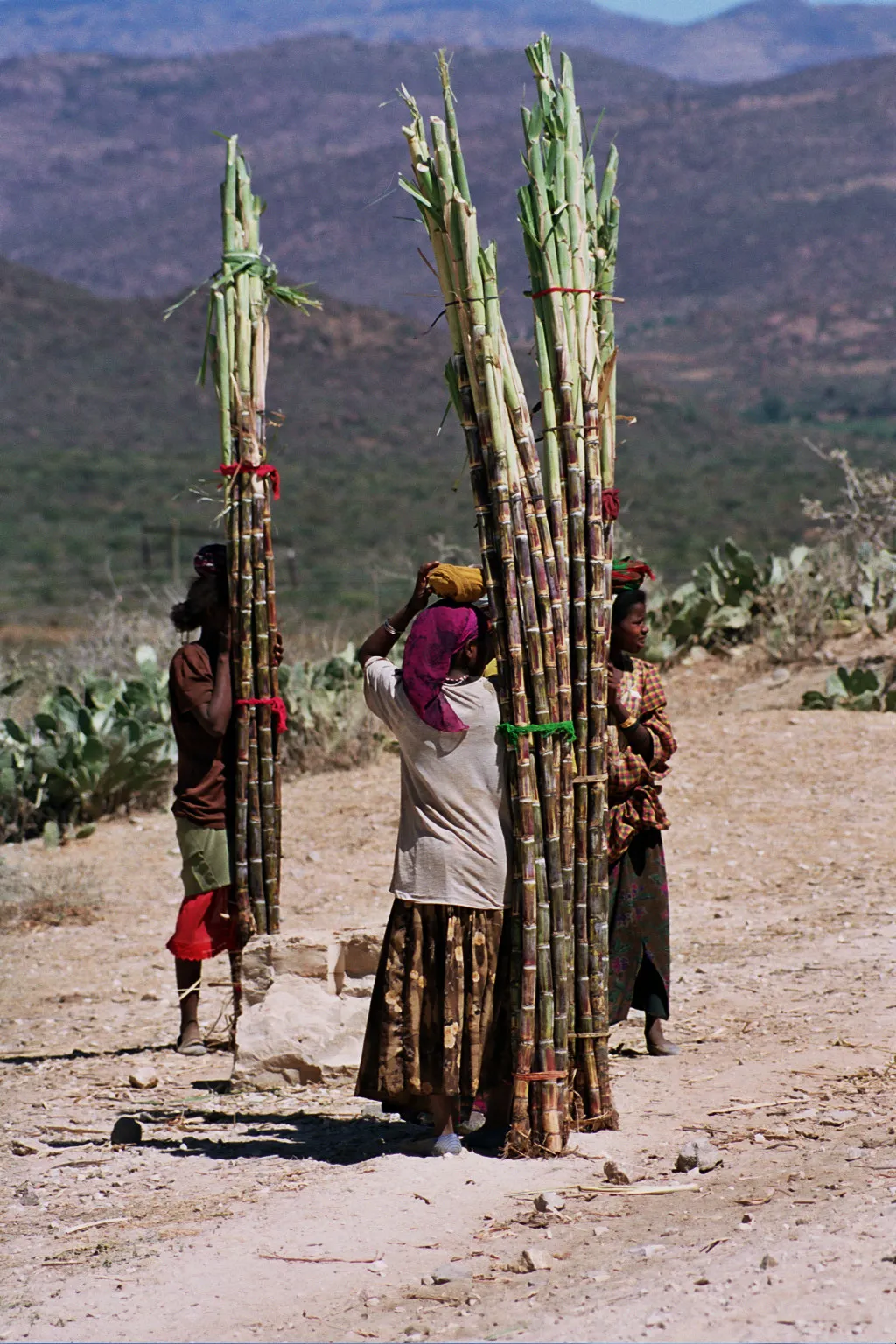 porteuses de canne à sucre, vers Harar, Ethiopie