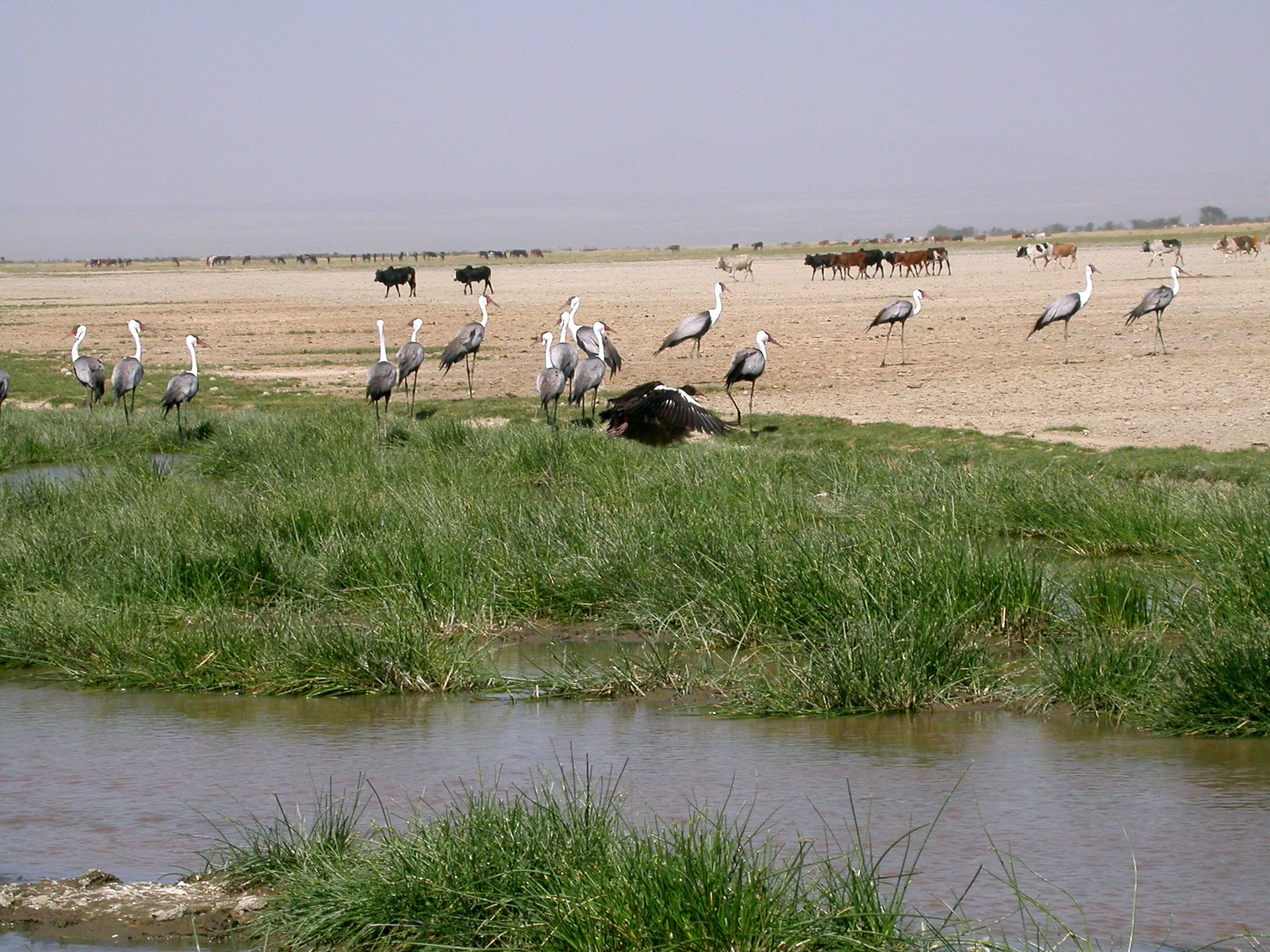 Lac Abiyata, » réserve de la Rift Valley », Ethiopie