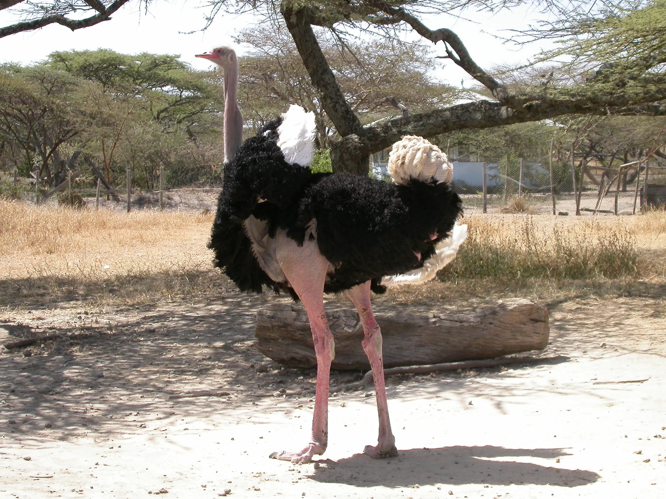 beau mâle, Lac Abiyata, Rift Valley, Ethiopie