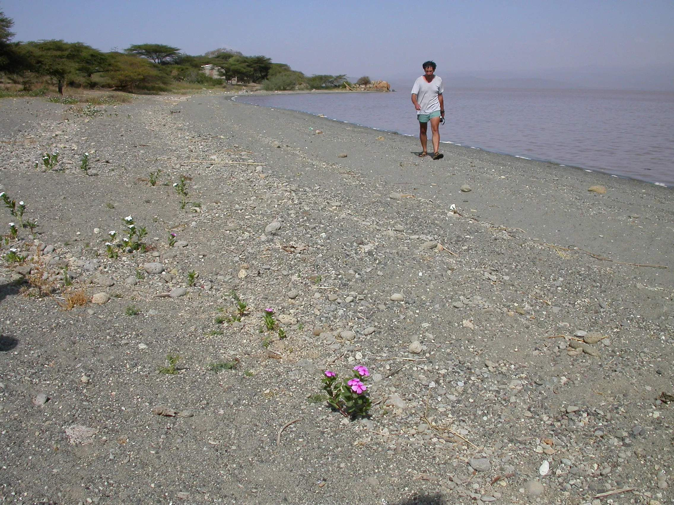 beau mâle, Lac Langano, Rift Valley, Ethiopie