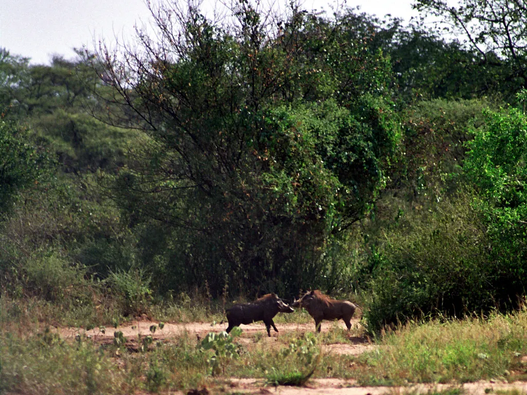 phacochères, Mago Park, Ethiopie
