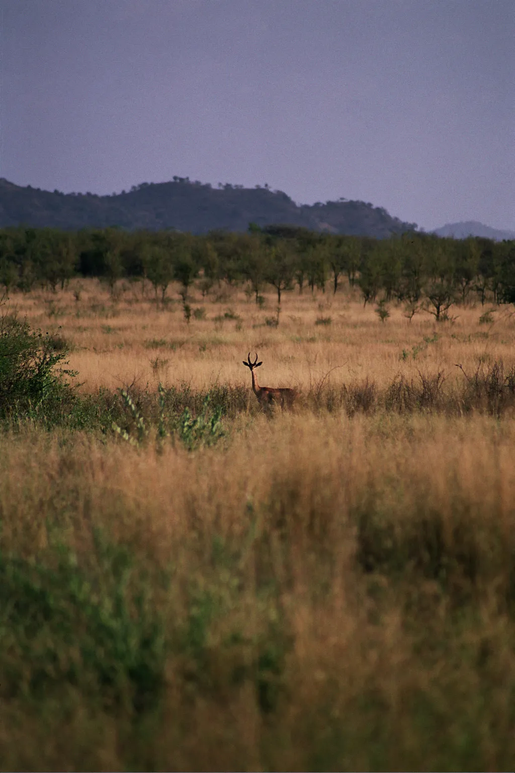 Gazelle, Mago Park, Ethiopie