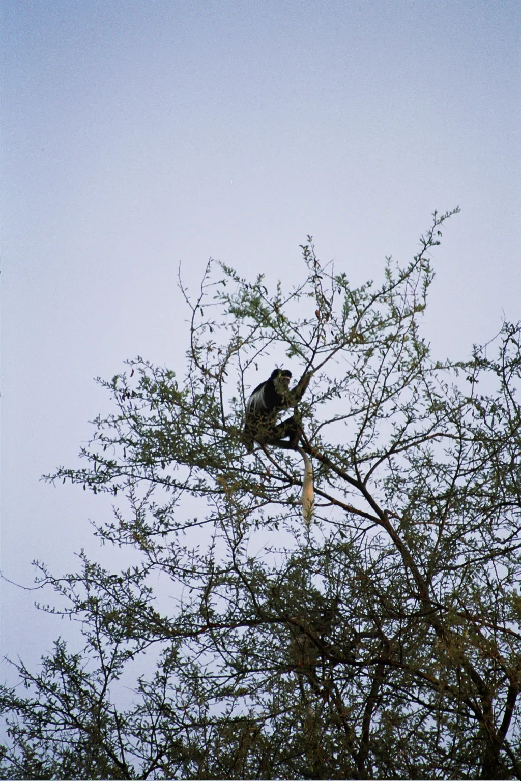 singe, Mago Park, Ethiopie