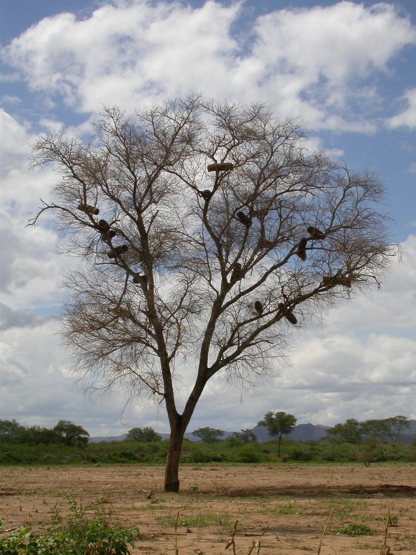 apiculteurs, vers Konso, Omo River, Ethiopie