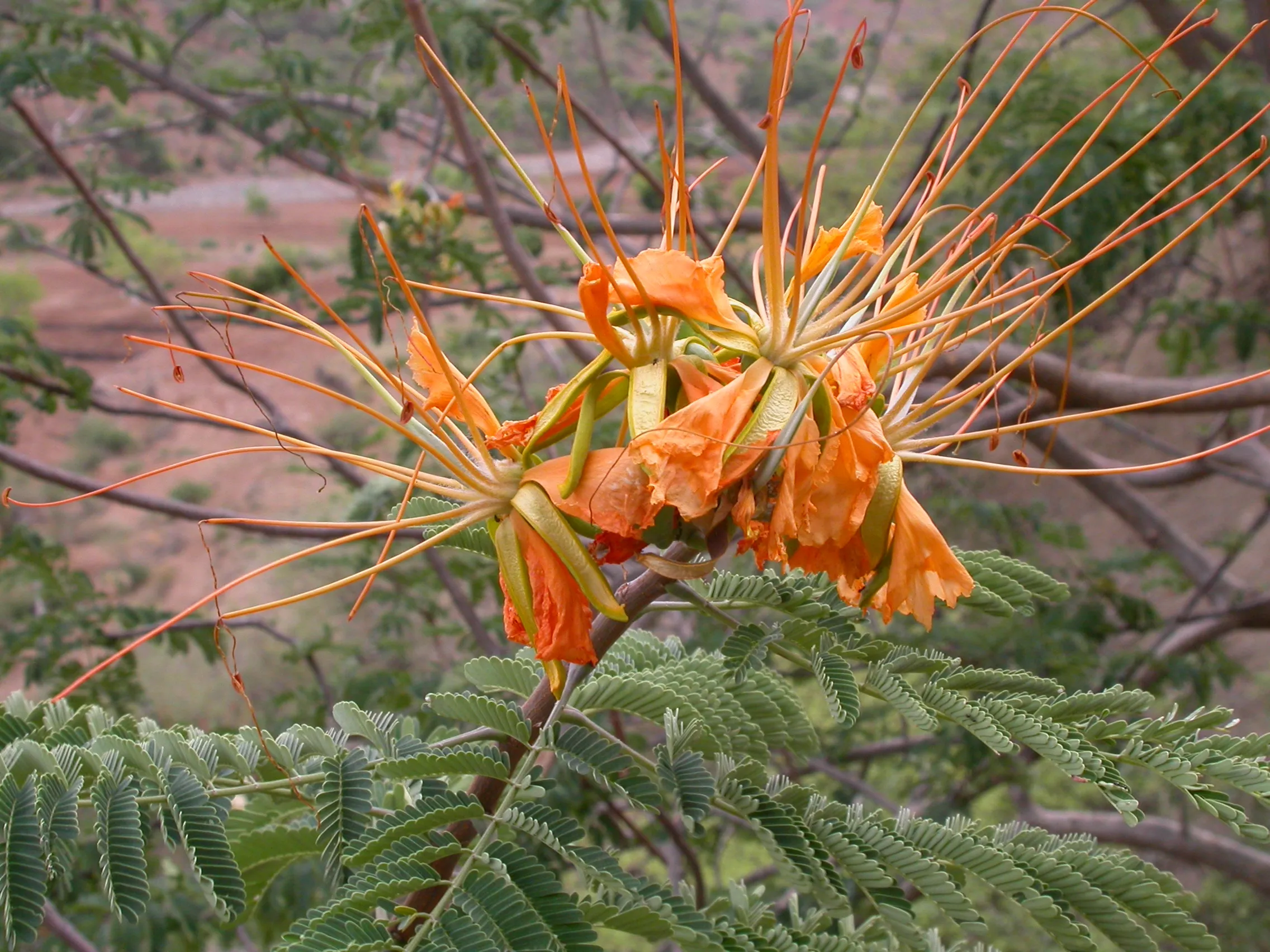 entre Konso et Yavello, Ethiopie