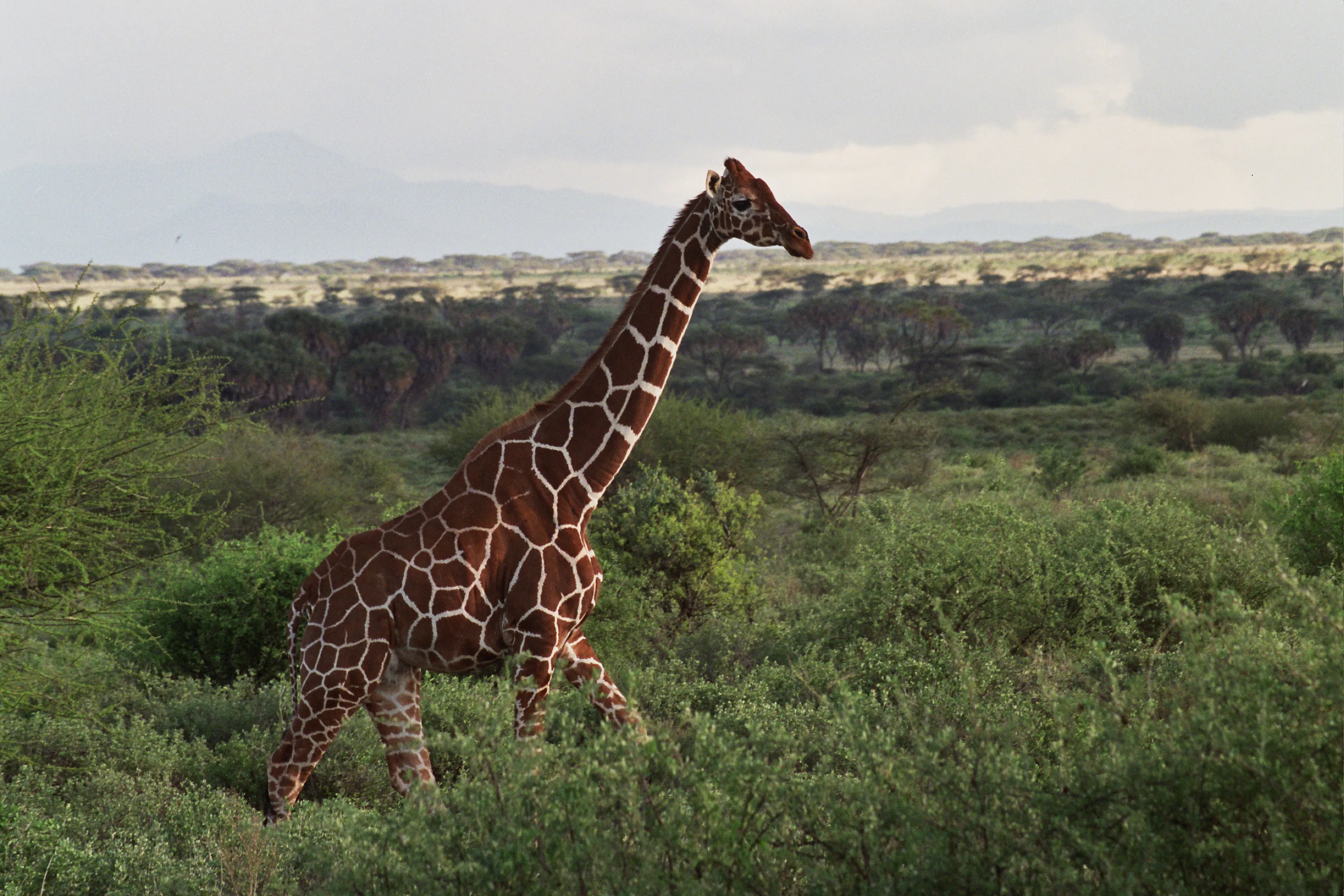 girafe réticulée, Samburu NP, Kenya