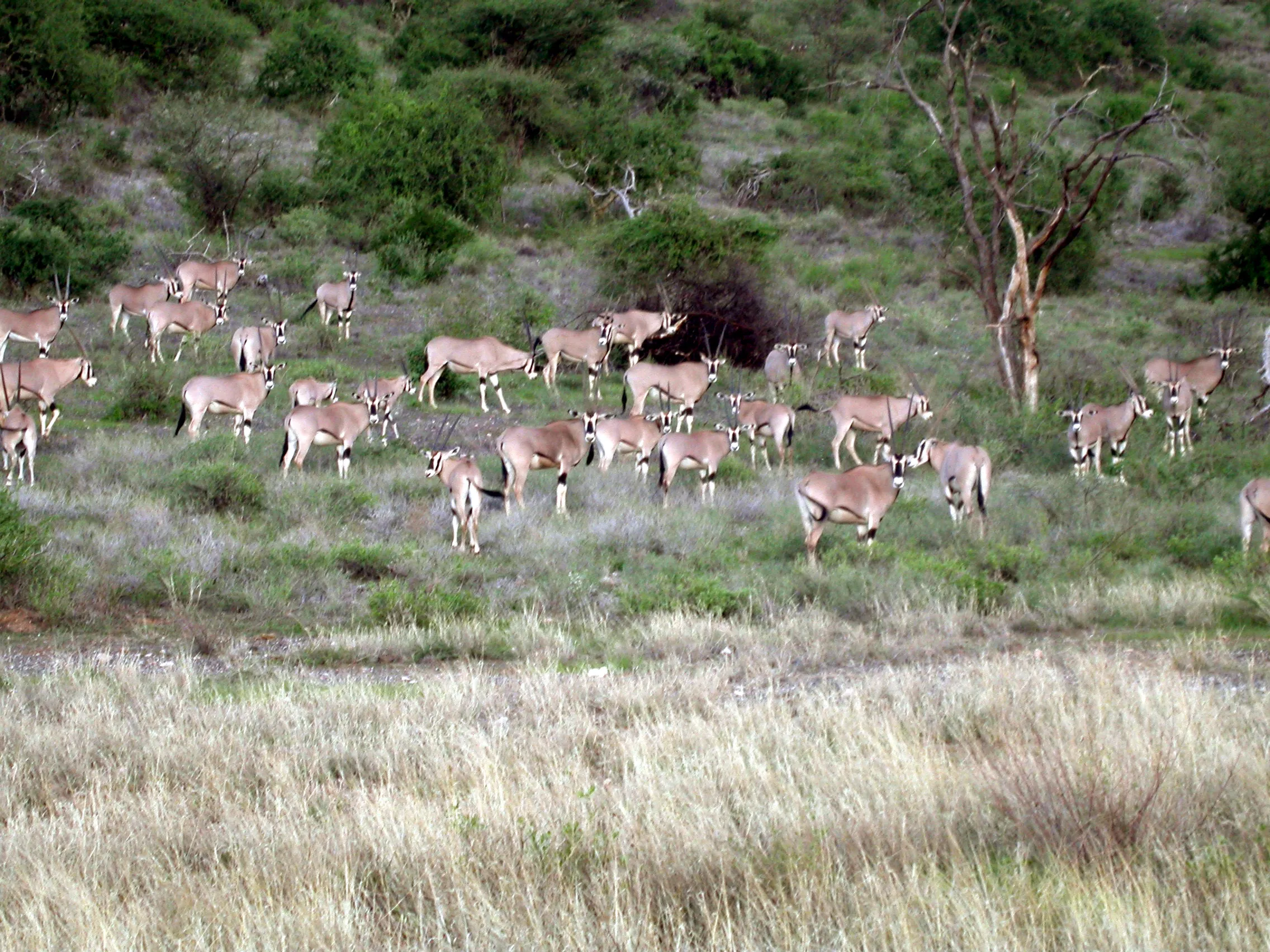 Oryx, Samburu NP, Kenya