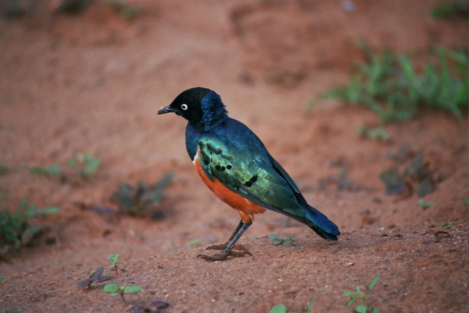 bivouac au Samburu NP, Kenya
