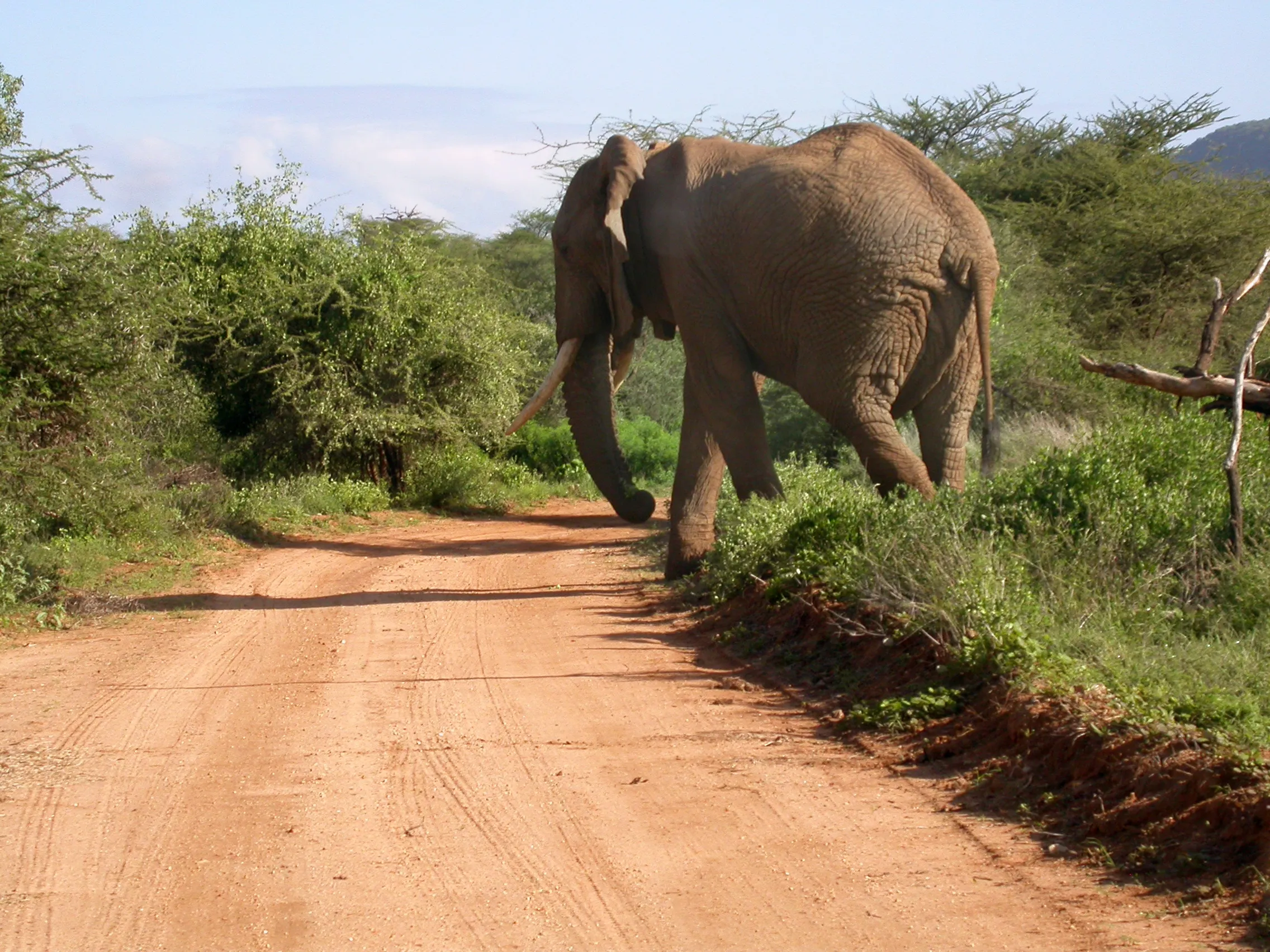 véhicule prioritaire au Samburu NP, Kenya