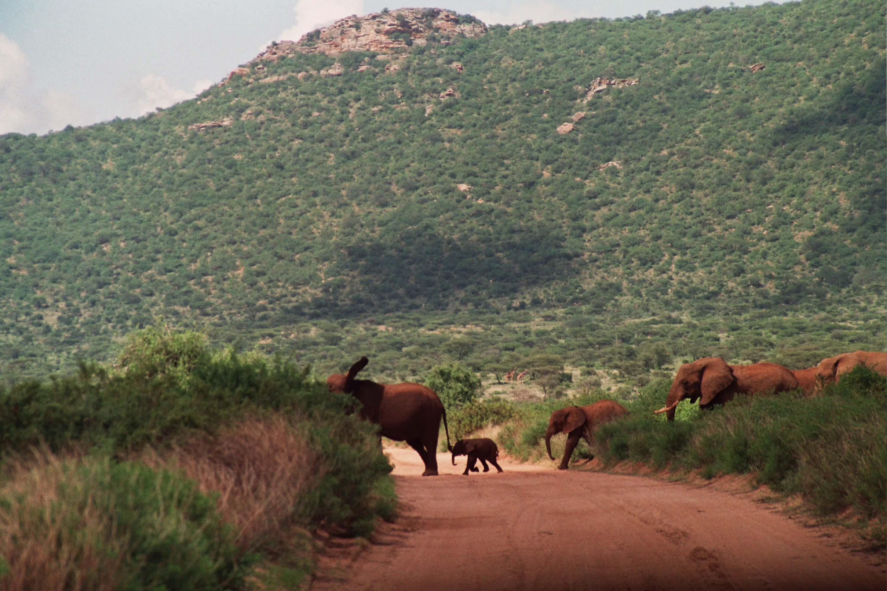 balade en famille au Samburu NP, Kenya