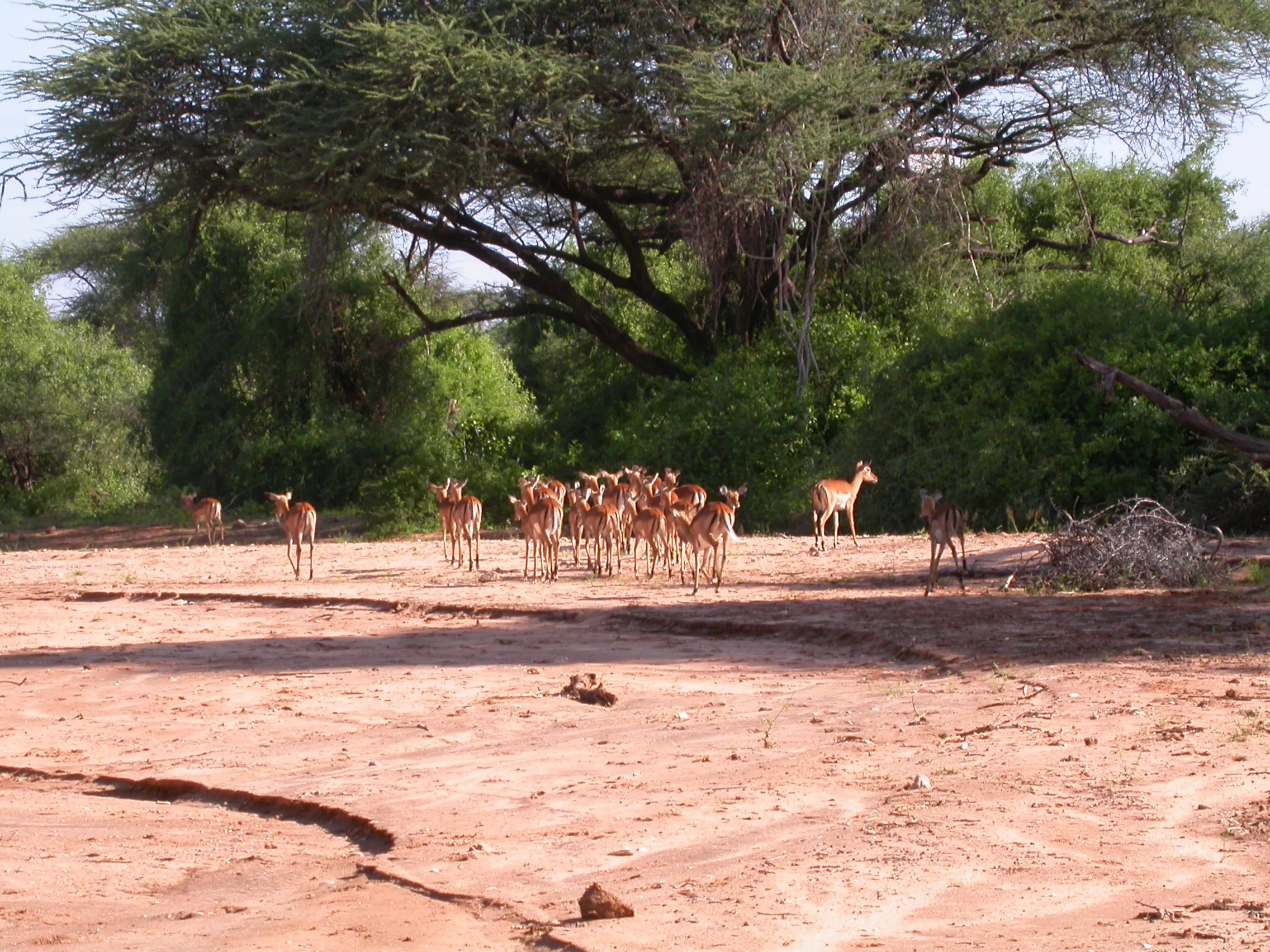 gazelles au Samburu NP, Kenya