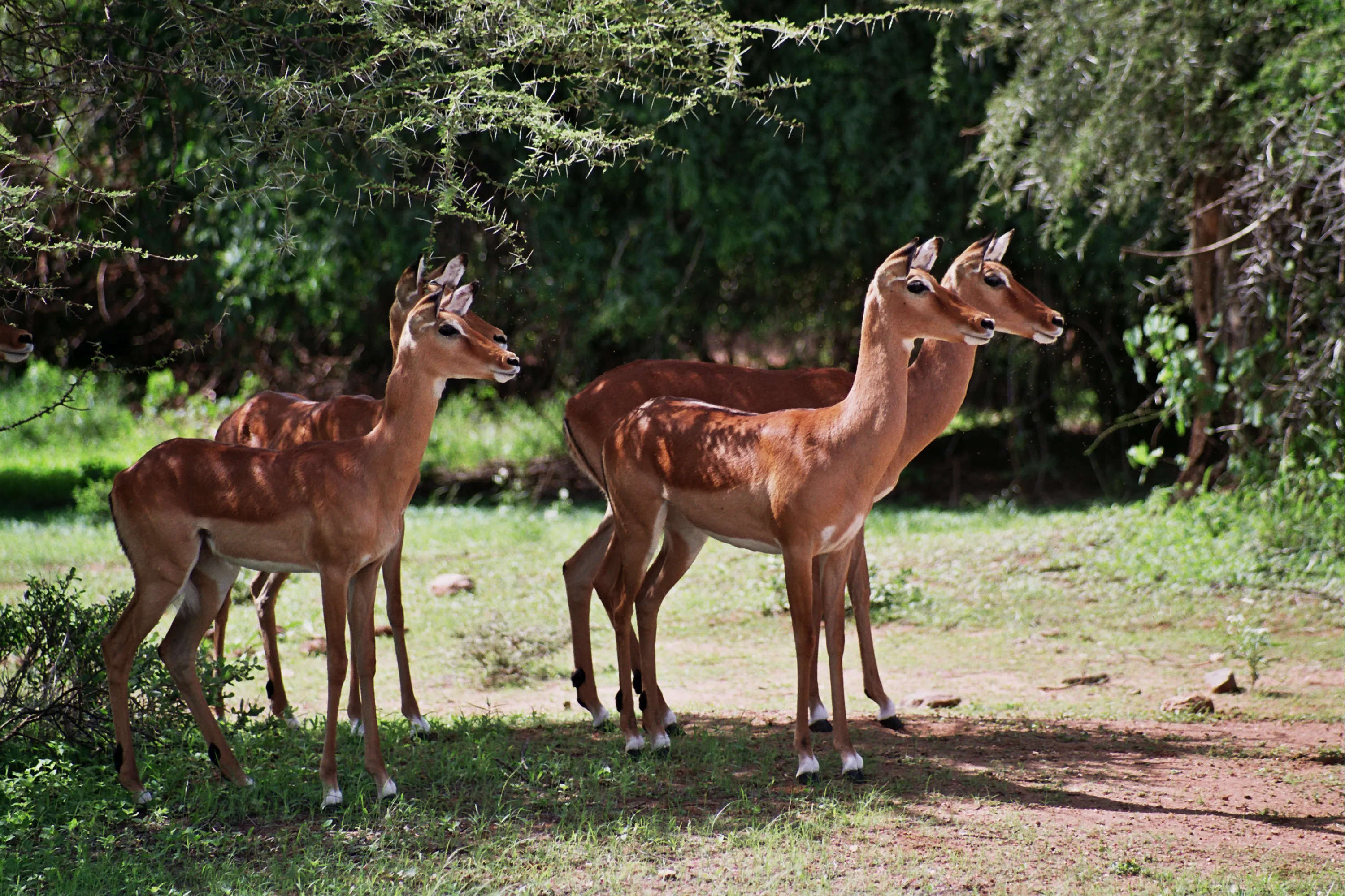 gazelles, Samburu NP, Kenya