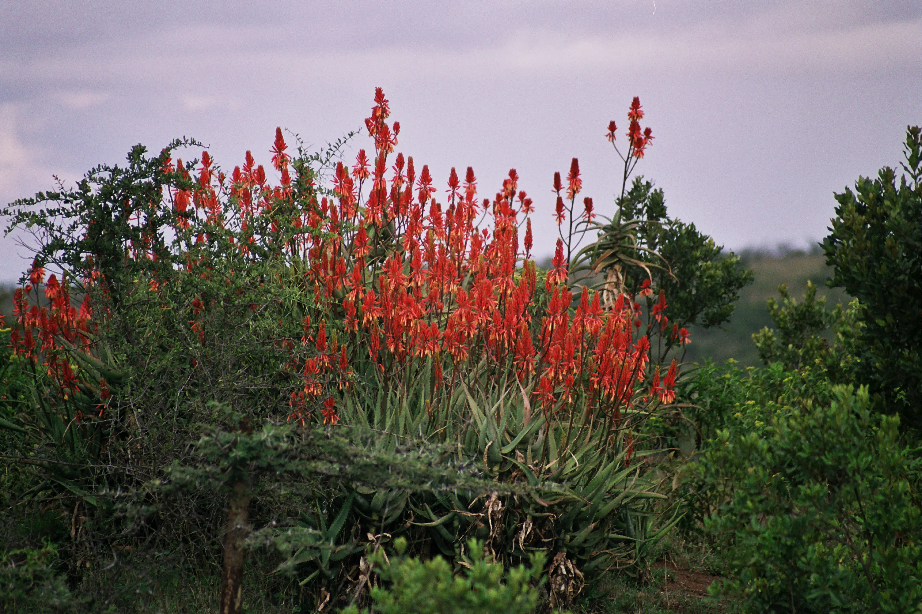 genre d´aloès ?, Kenya