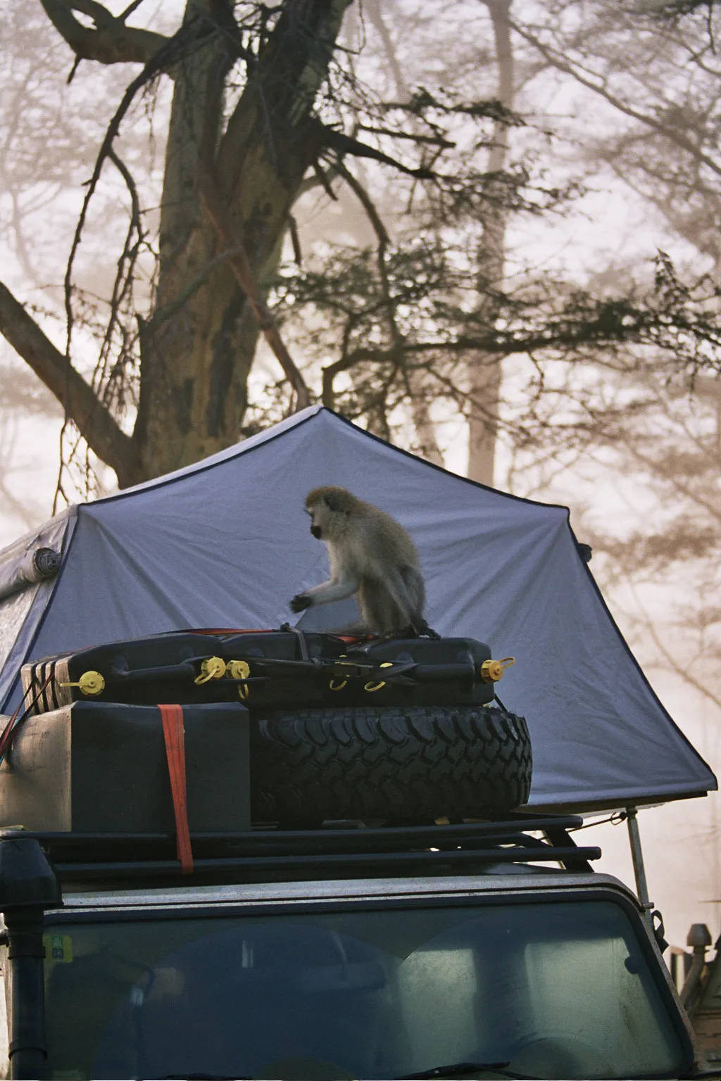 grivet, Nakuru NP, Kenya