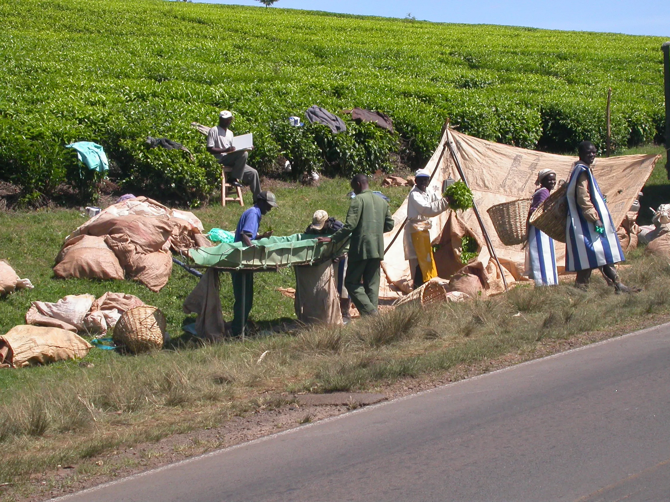 culture du thé, Kéricho, Kenya