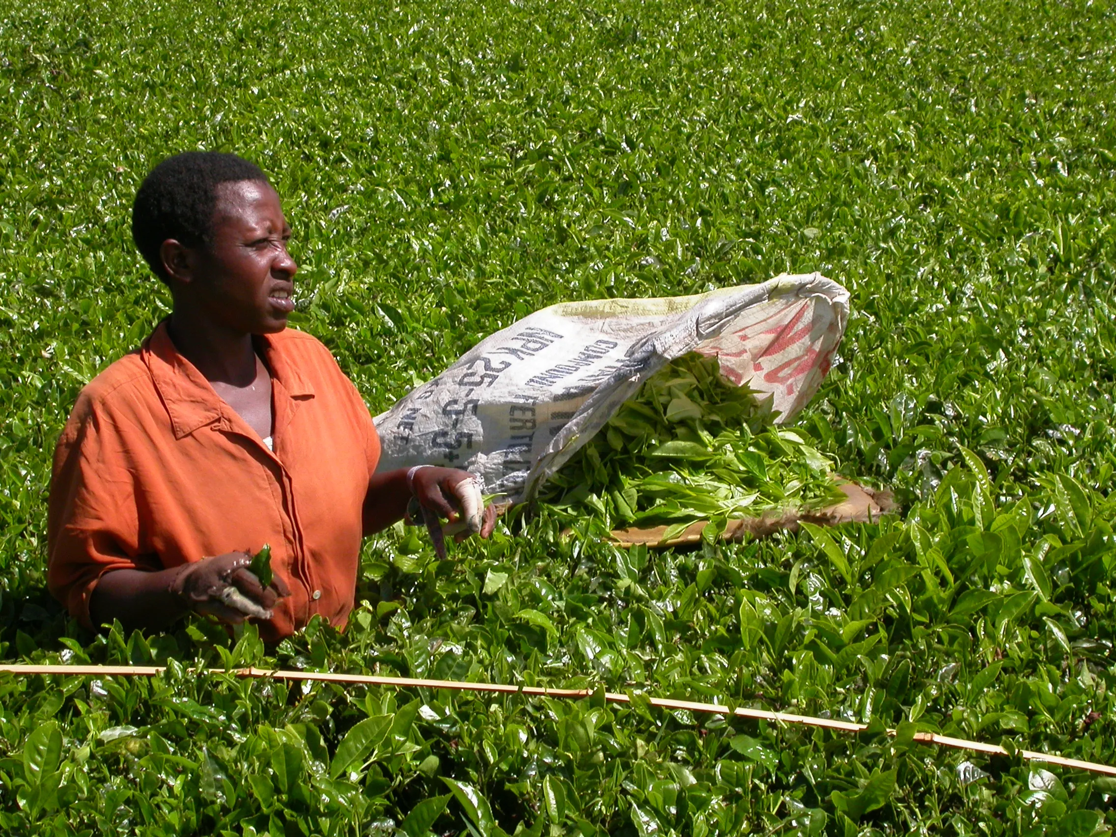culture du thé, Kéricho, Kenya