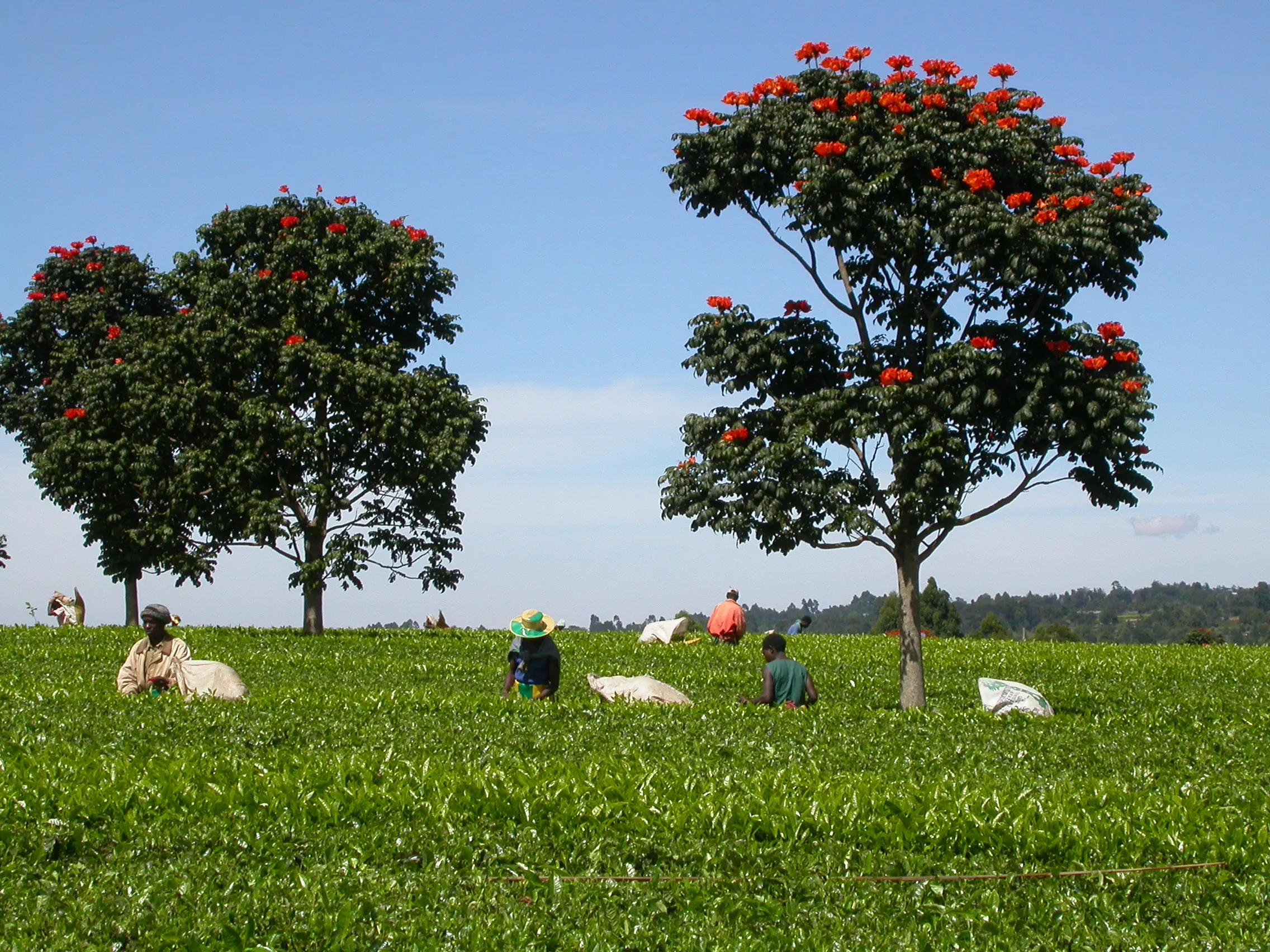 culture du thé, Kéricho, Kenya