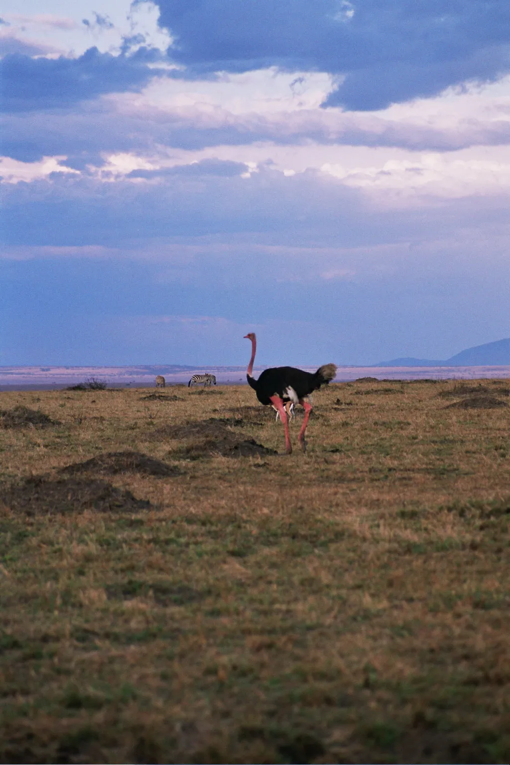 autruche mâle, Masaï Mara NP, Kenya