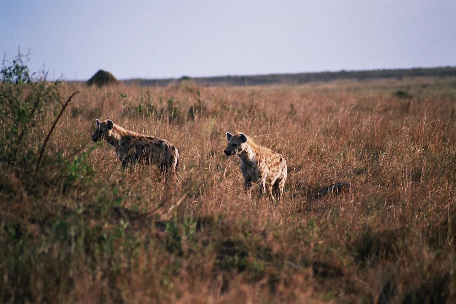 hyènes, Masaï Mara NP, Kenya