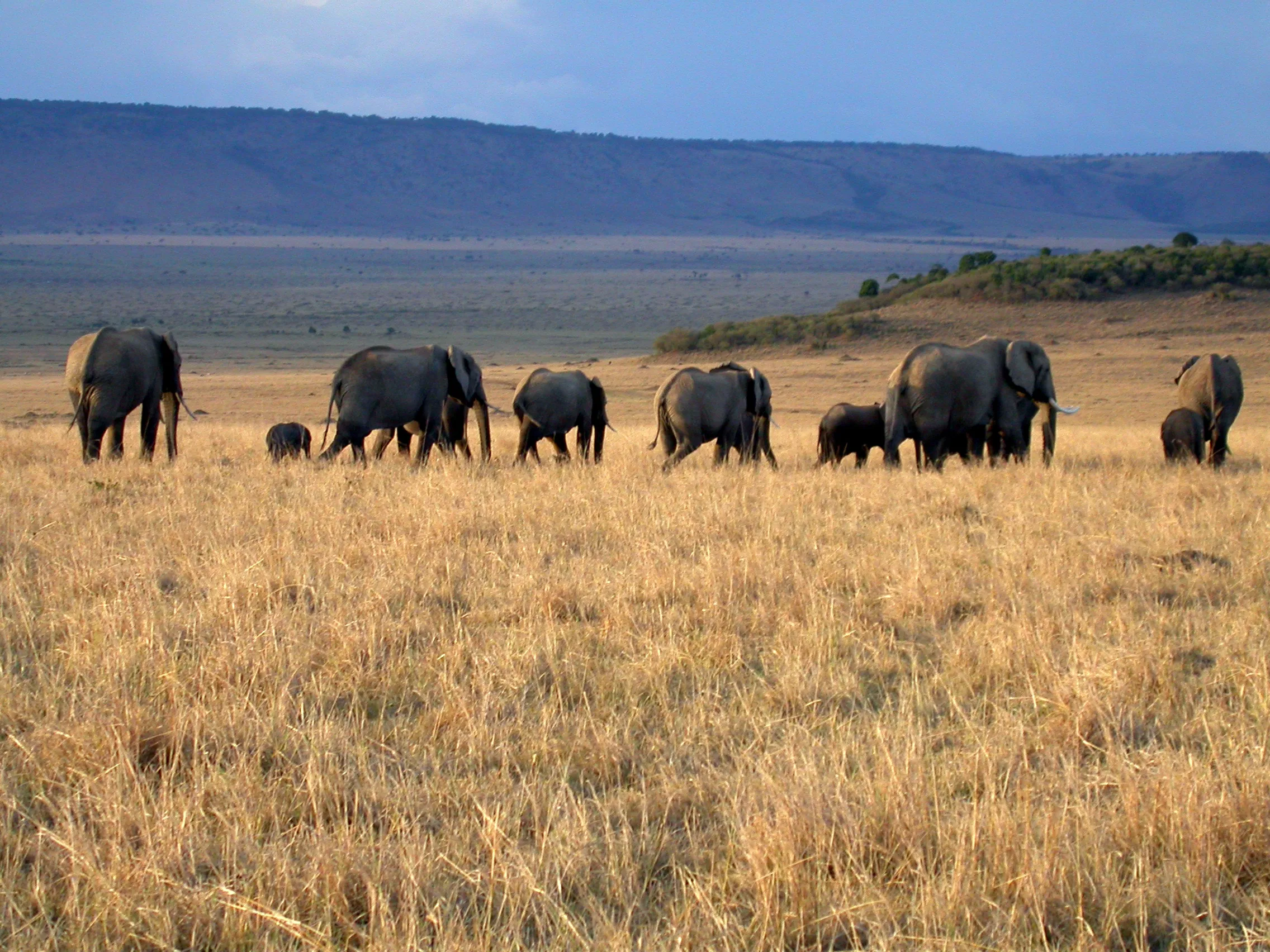 à l´approche du bivouac, Masaï Mara NP, Kenya